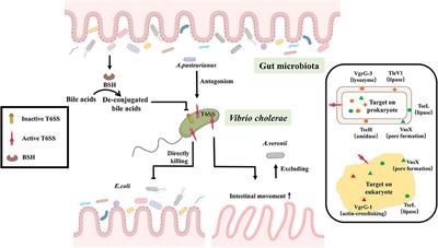 Crosstalks Between Gut Microbiota and Vibrio Cholerae